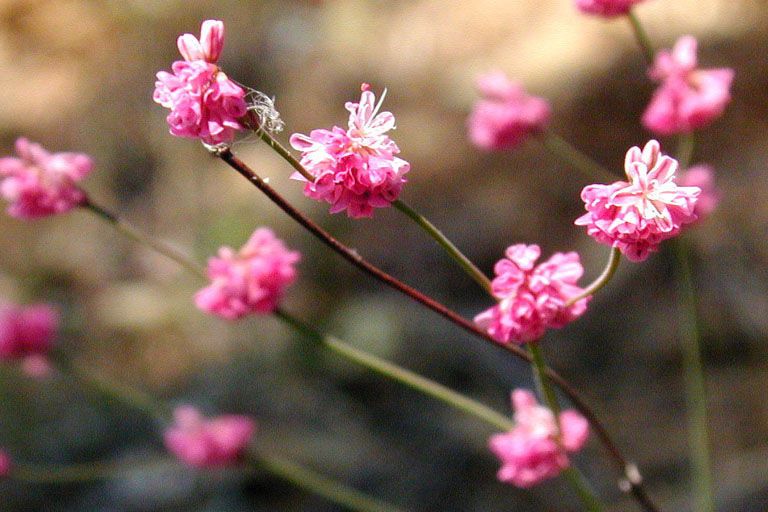 Eriogonum luteolum flower
