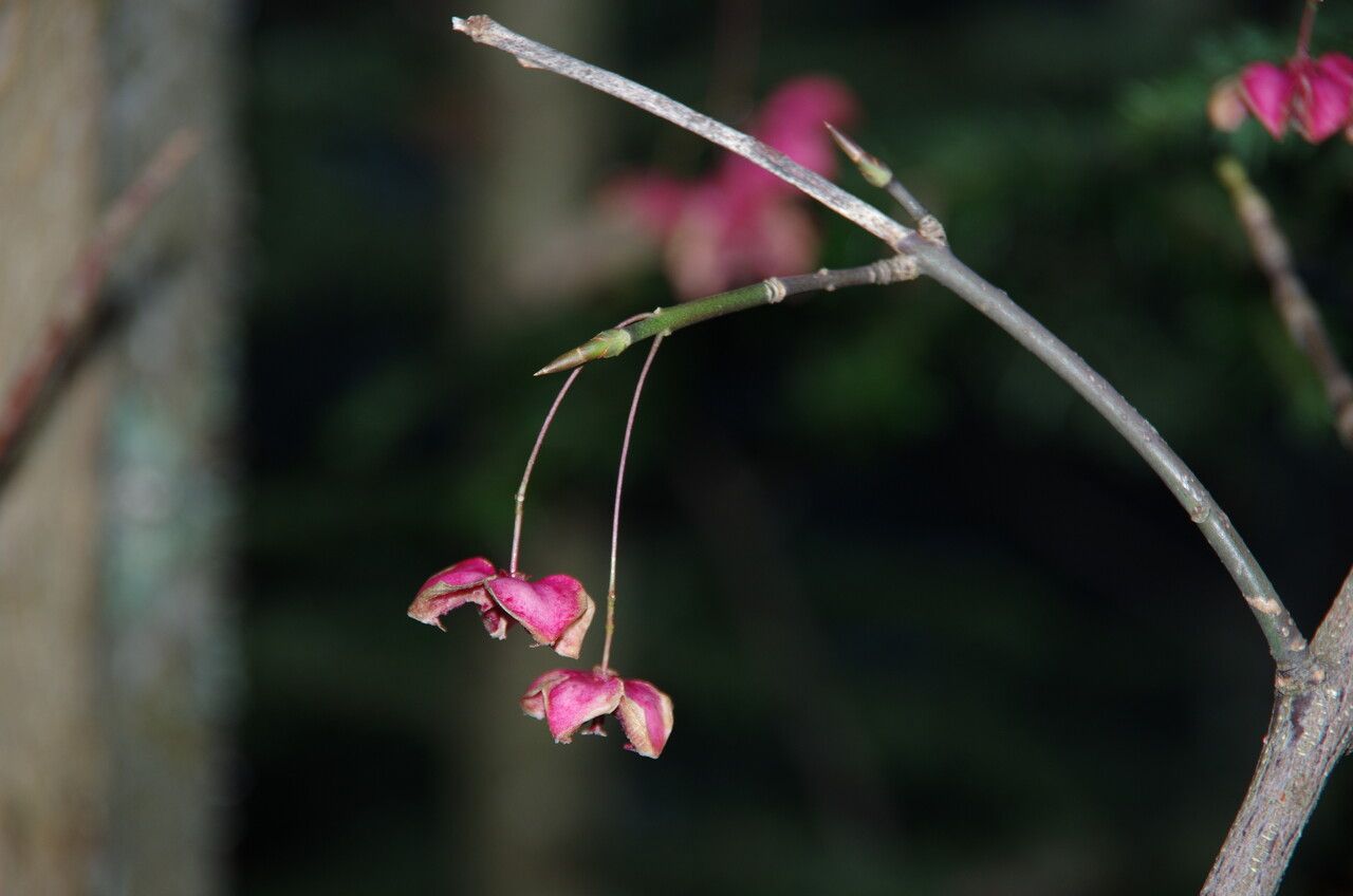 Euonymus latifolius fruit