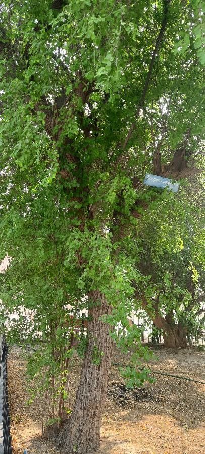 Ziziphus nummularia habit