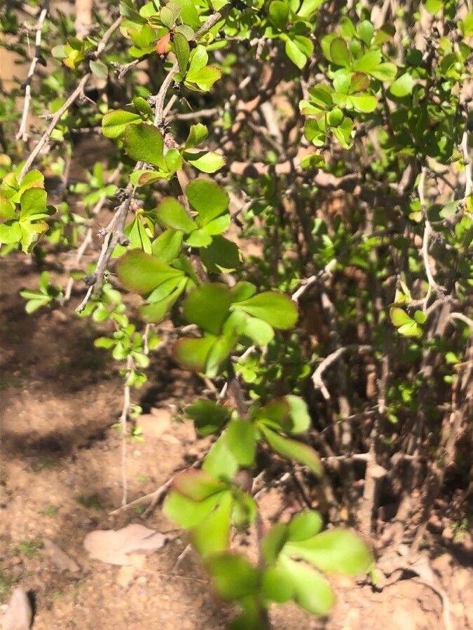 Berberis aridocalida leaf