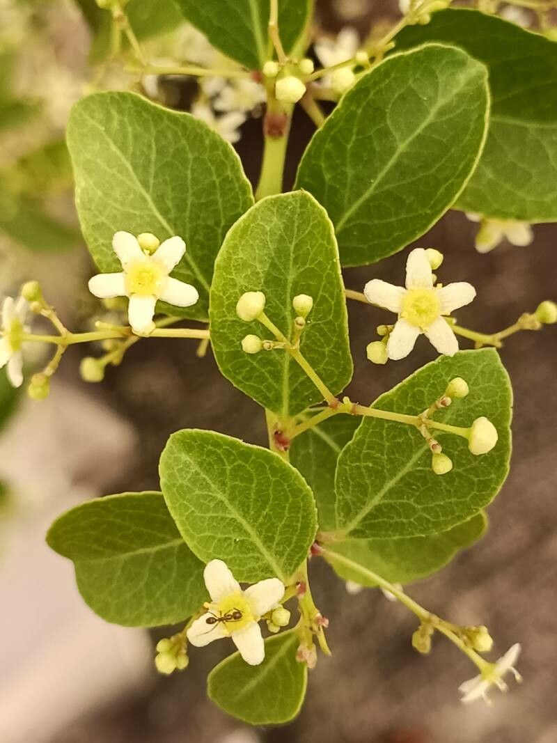 Gymnosporia dhofarensis flower