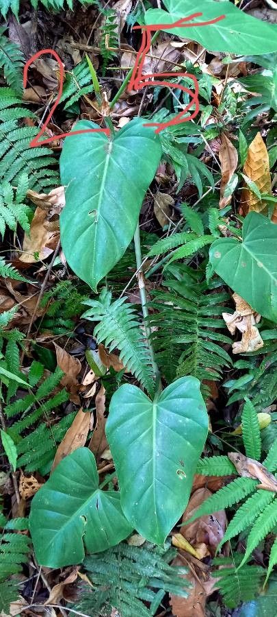 Philodendron wilburii — search result for 'Philodendron'
