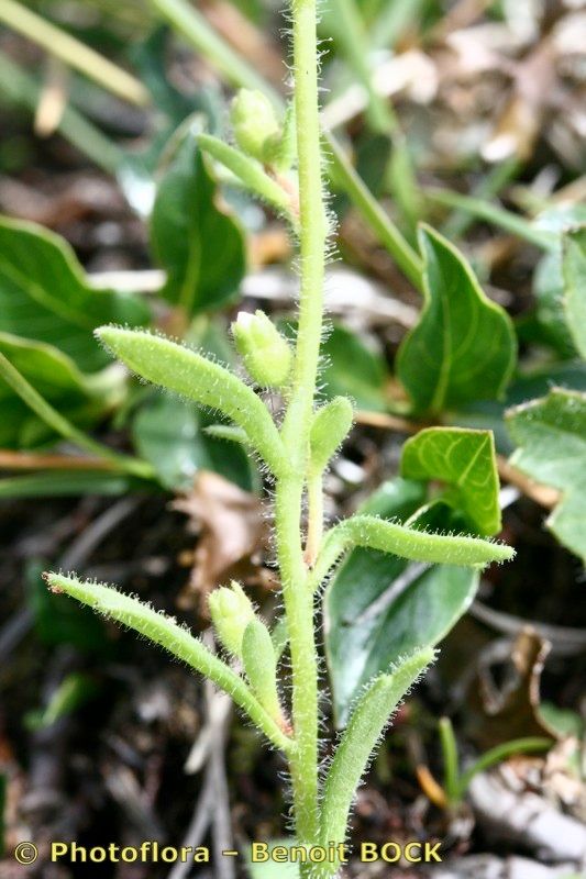 Saxifraga depressa bark