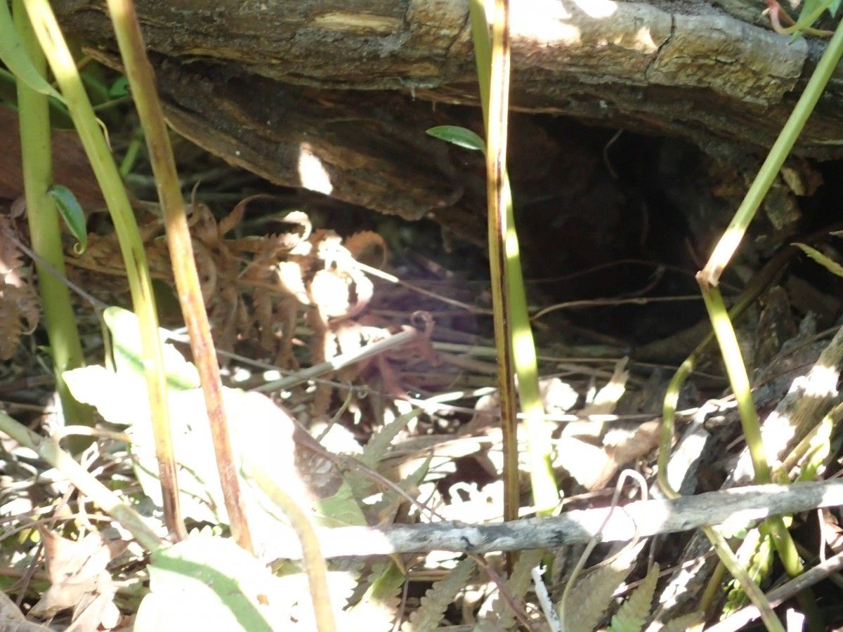 Thelypteris striata other