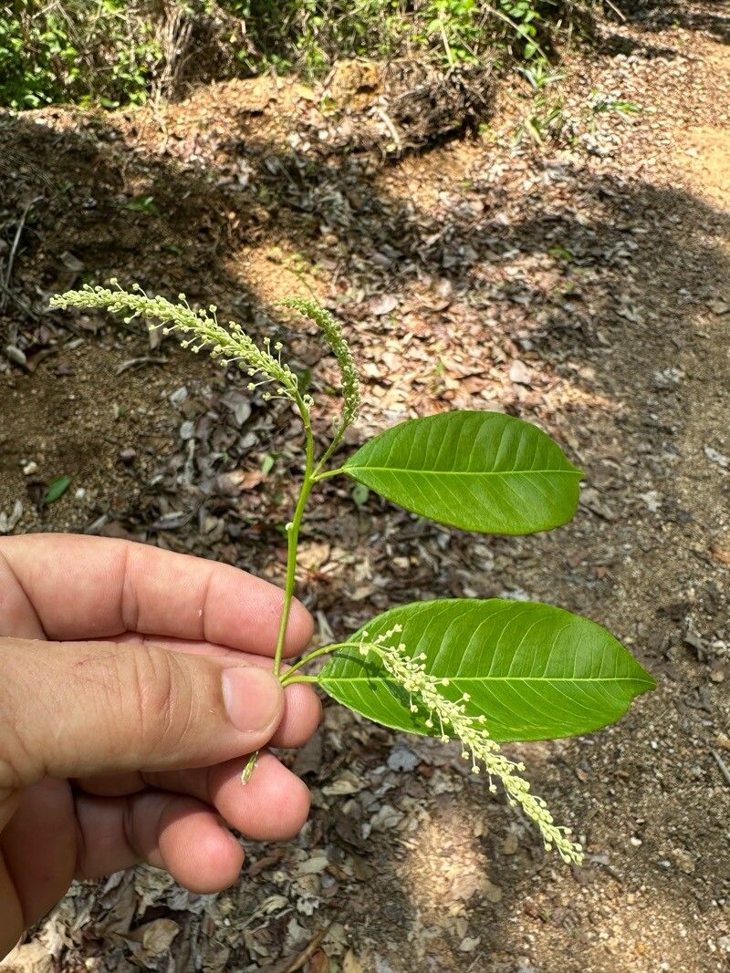 Mabea excelsa — related species from the same genus