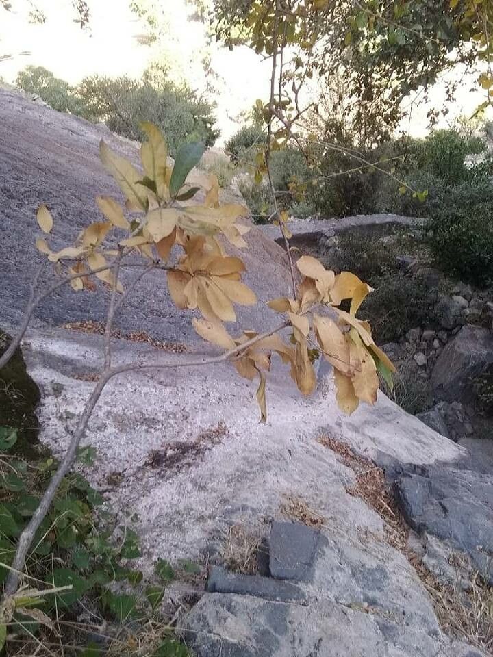 Jatropha variegata — houseplant care guide