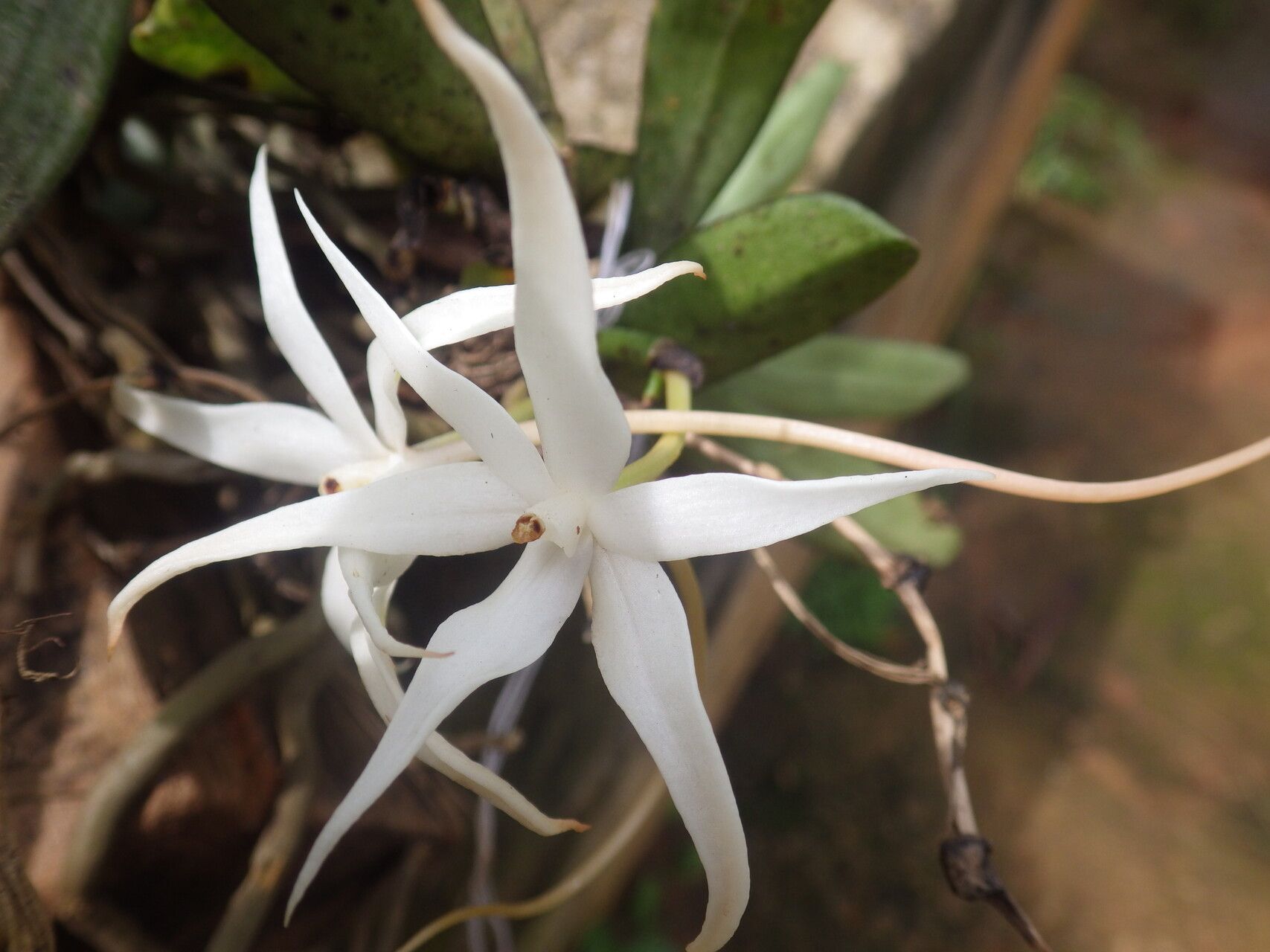 Aerangis gravenreuthii flower