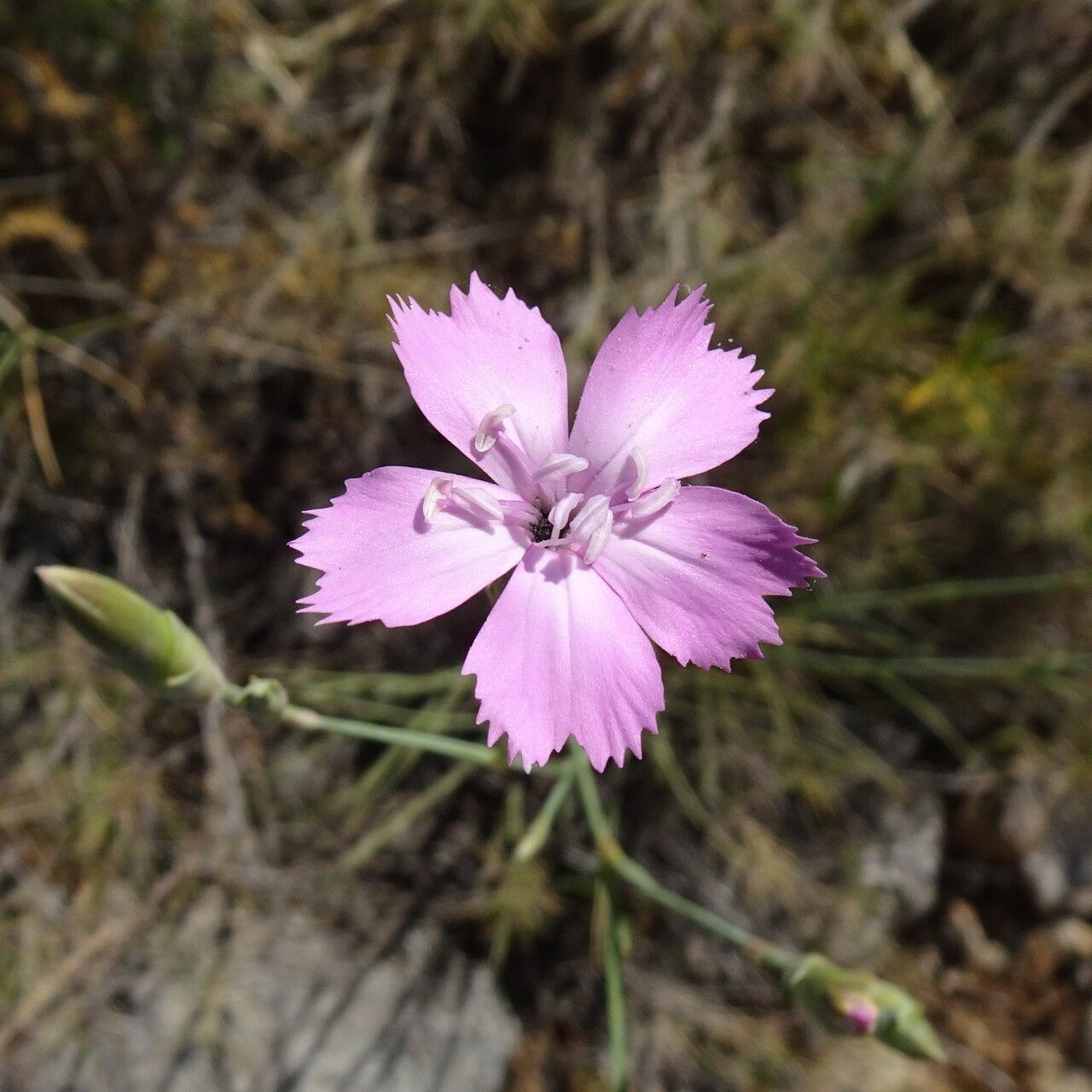 Dianthus virgineus flower