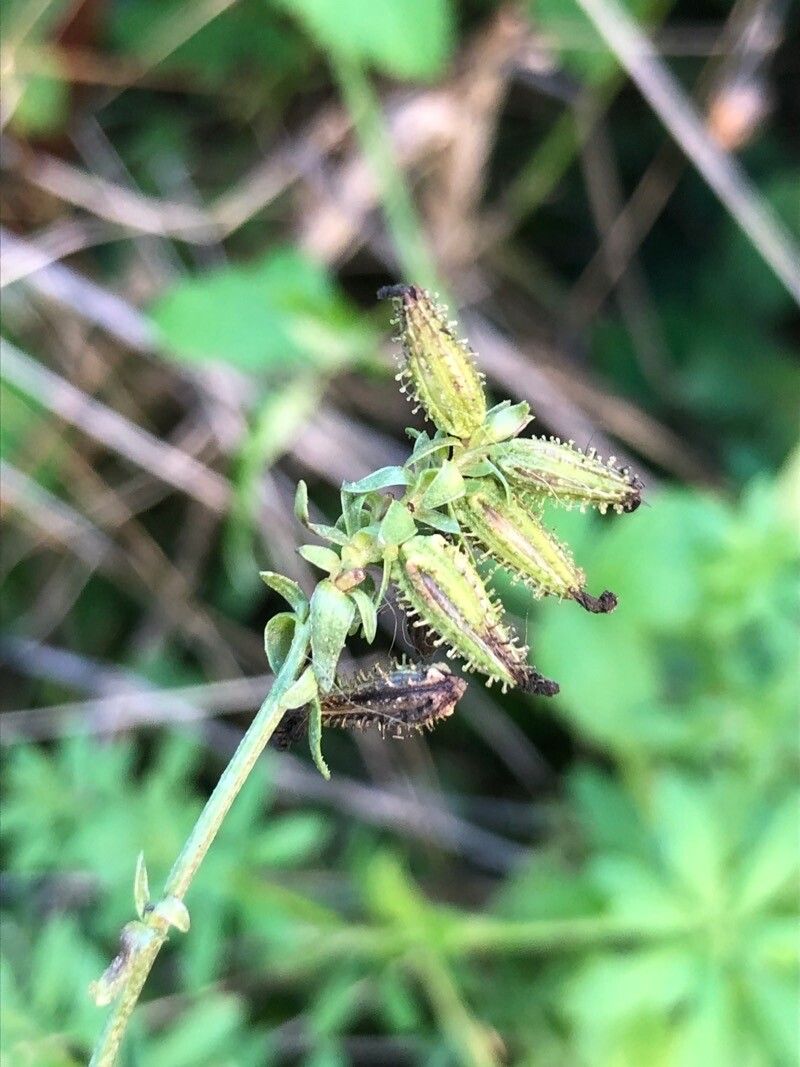 Plumbago europaea fruit