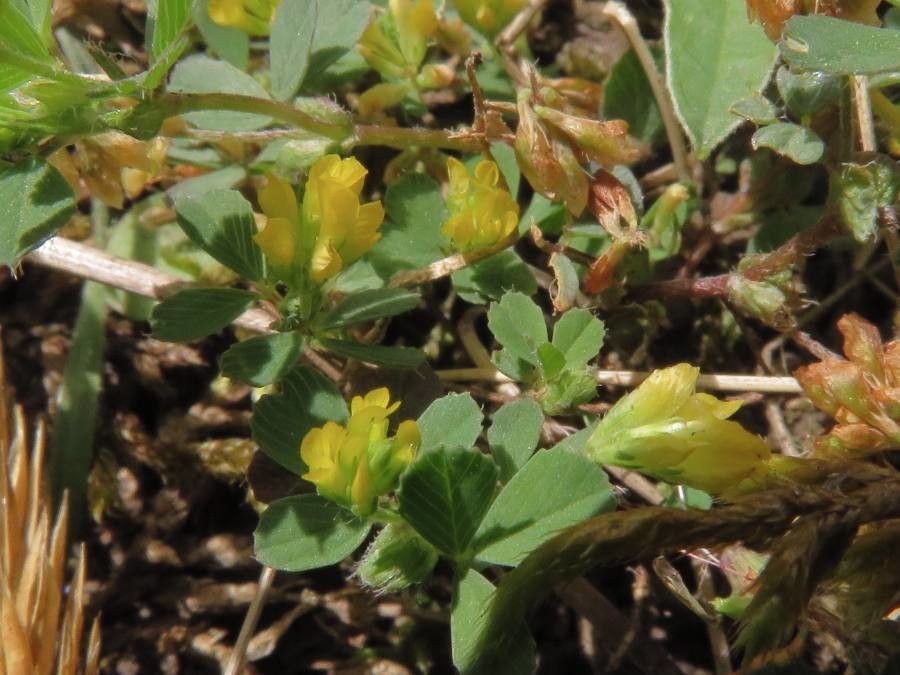 Trifolium micranthum flower