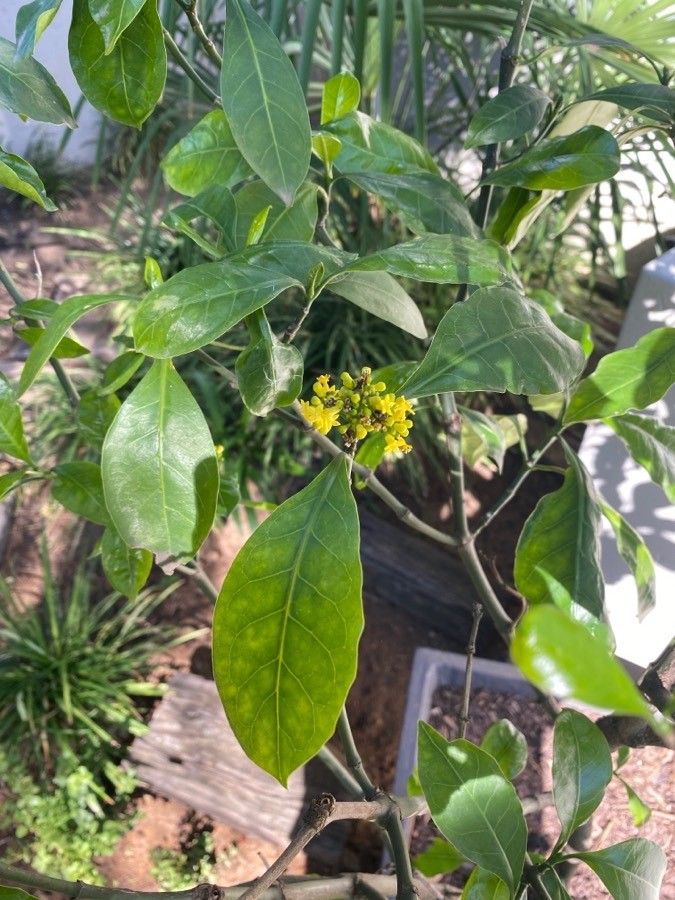 Psychotria capensis leaf