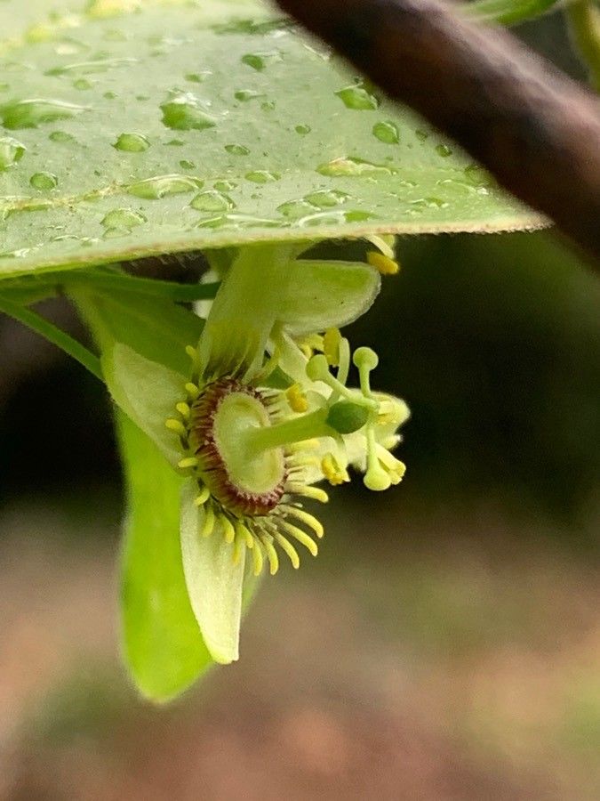 Passiflora suberosa leaf
