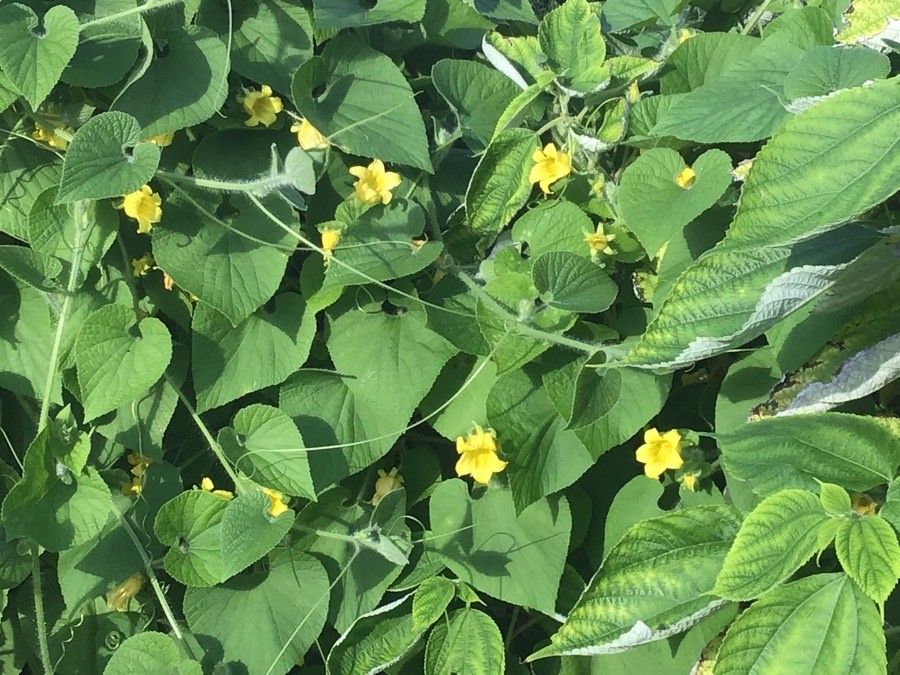 Thladiantha dubia flower