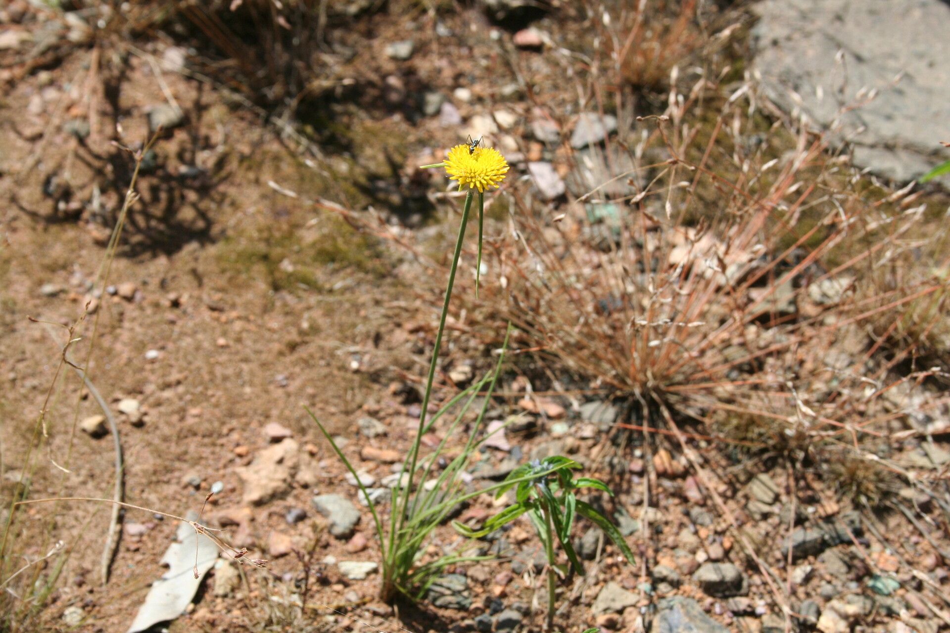 Cyperus proteus habit