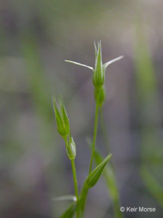 Stellaria nitens fruit