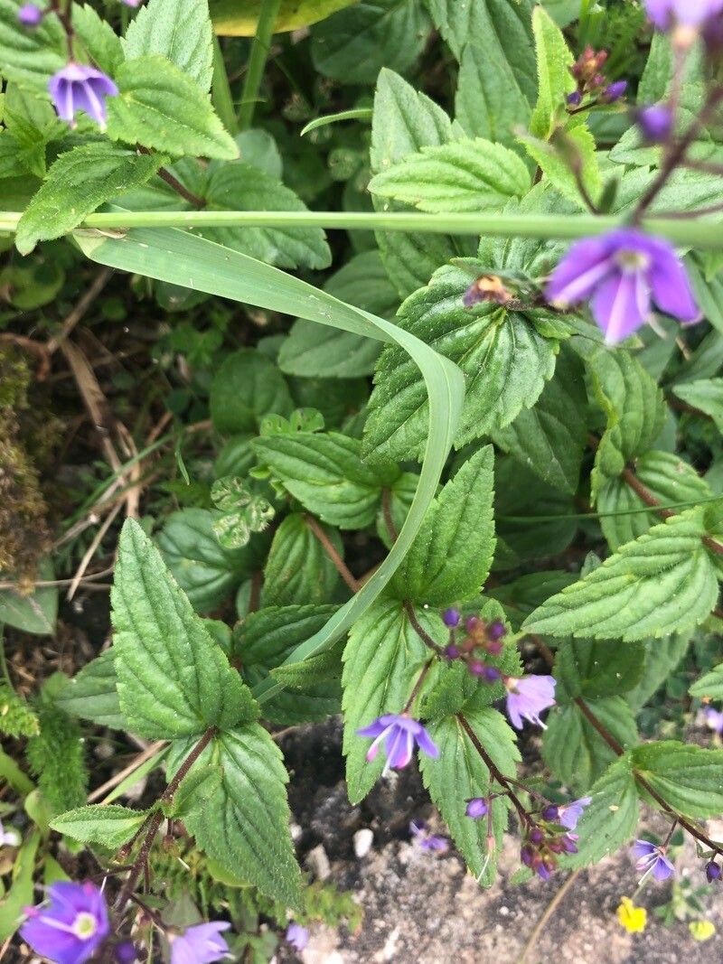 Veronica ponae — houseplant care guide