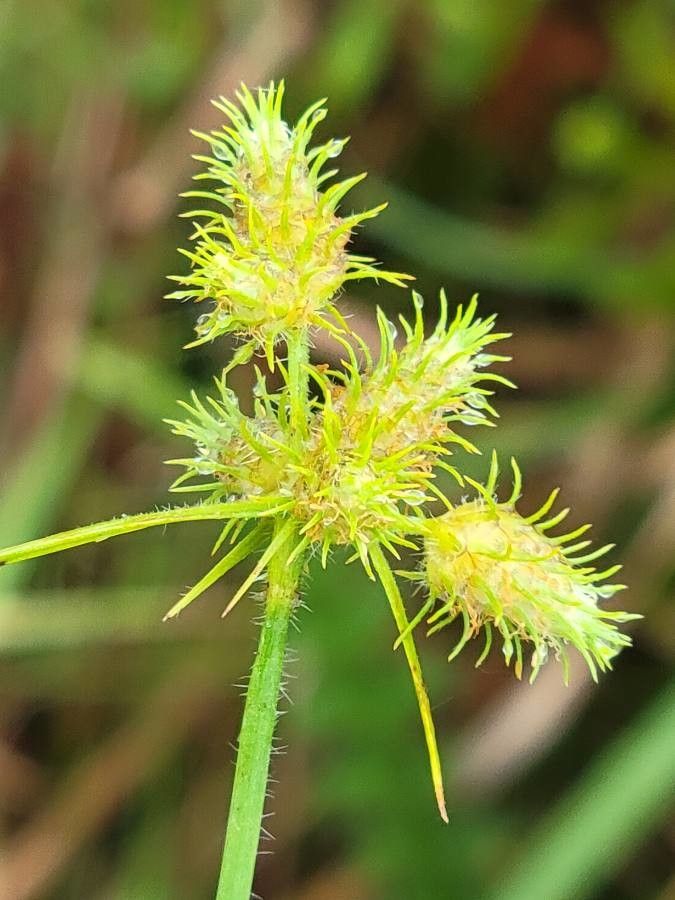 Fuirena pumila — houseplant care guide