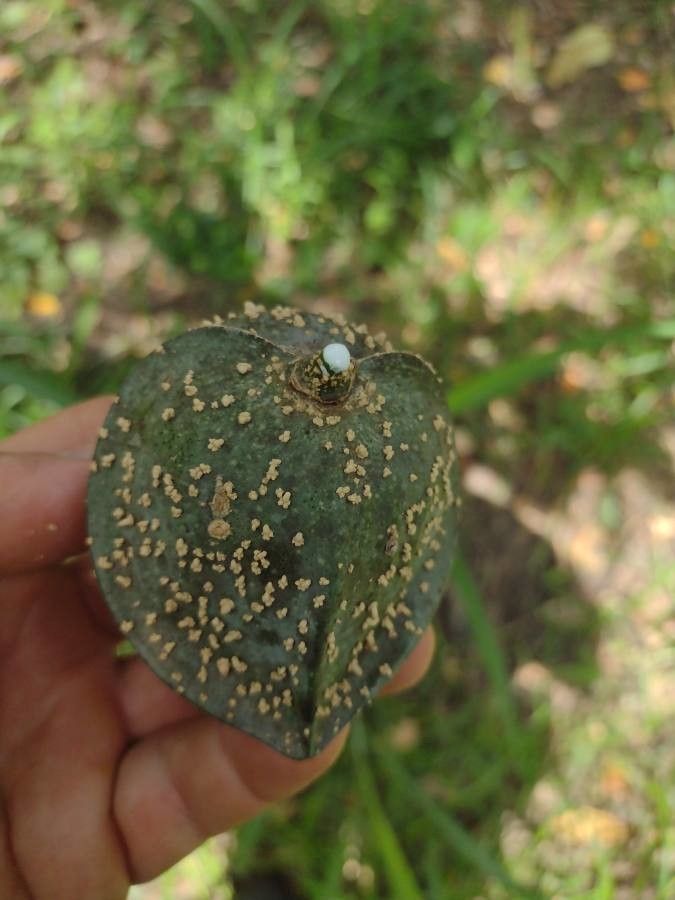 Tabernaemontana elegans fruit