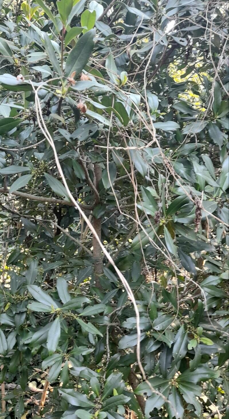 Myrsine laetevirens habit