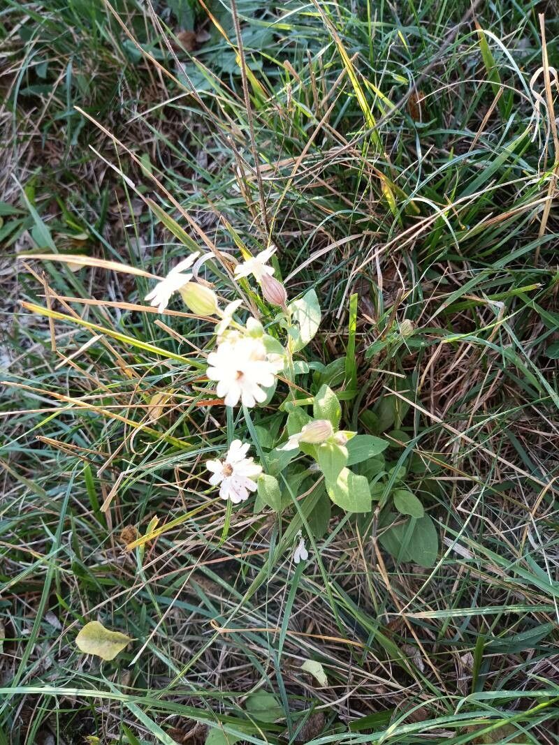 Silene parryi — houseplant care guide