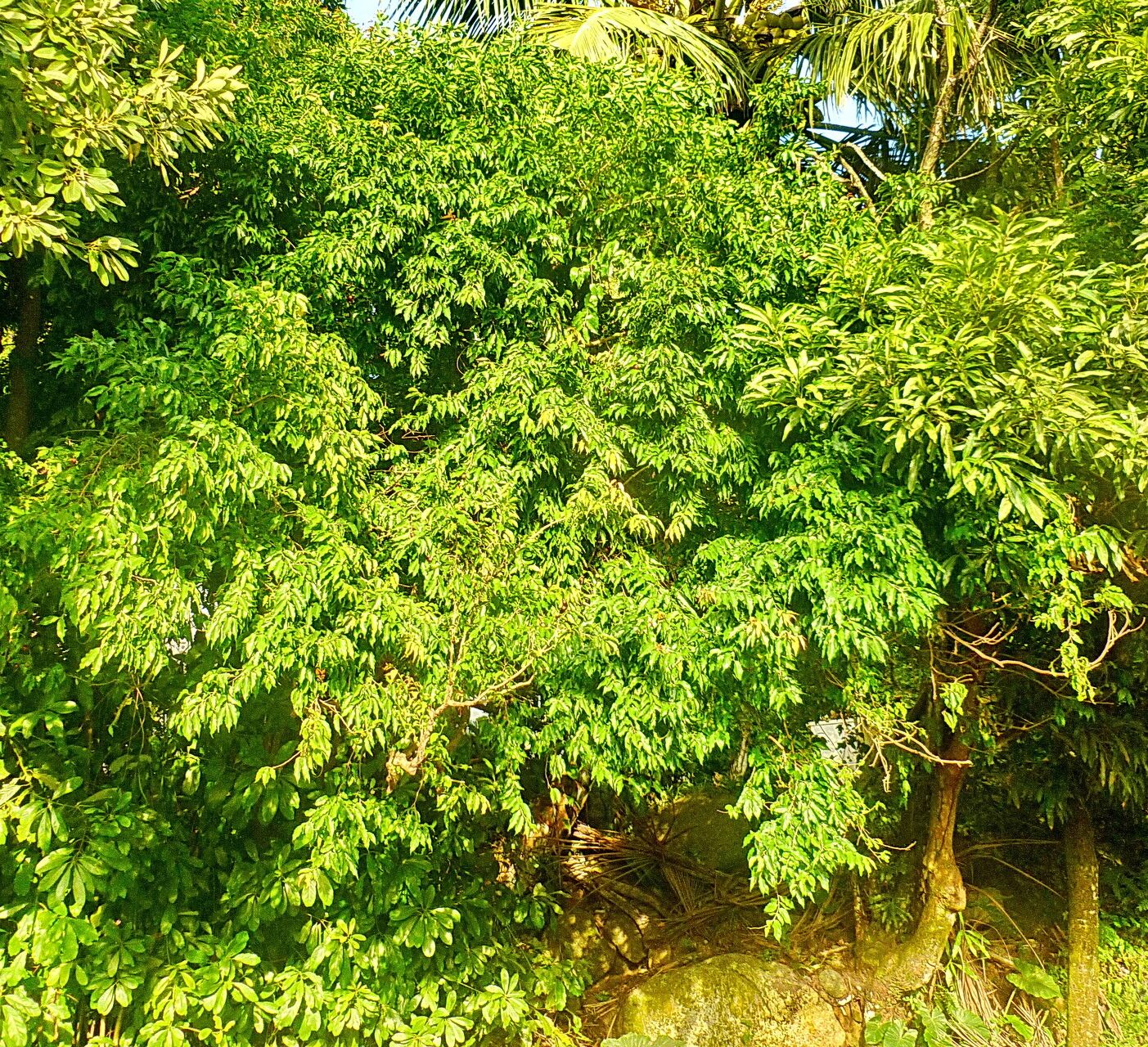 Ludia mauritiana habit