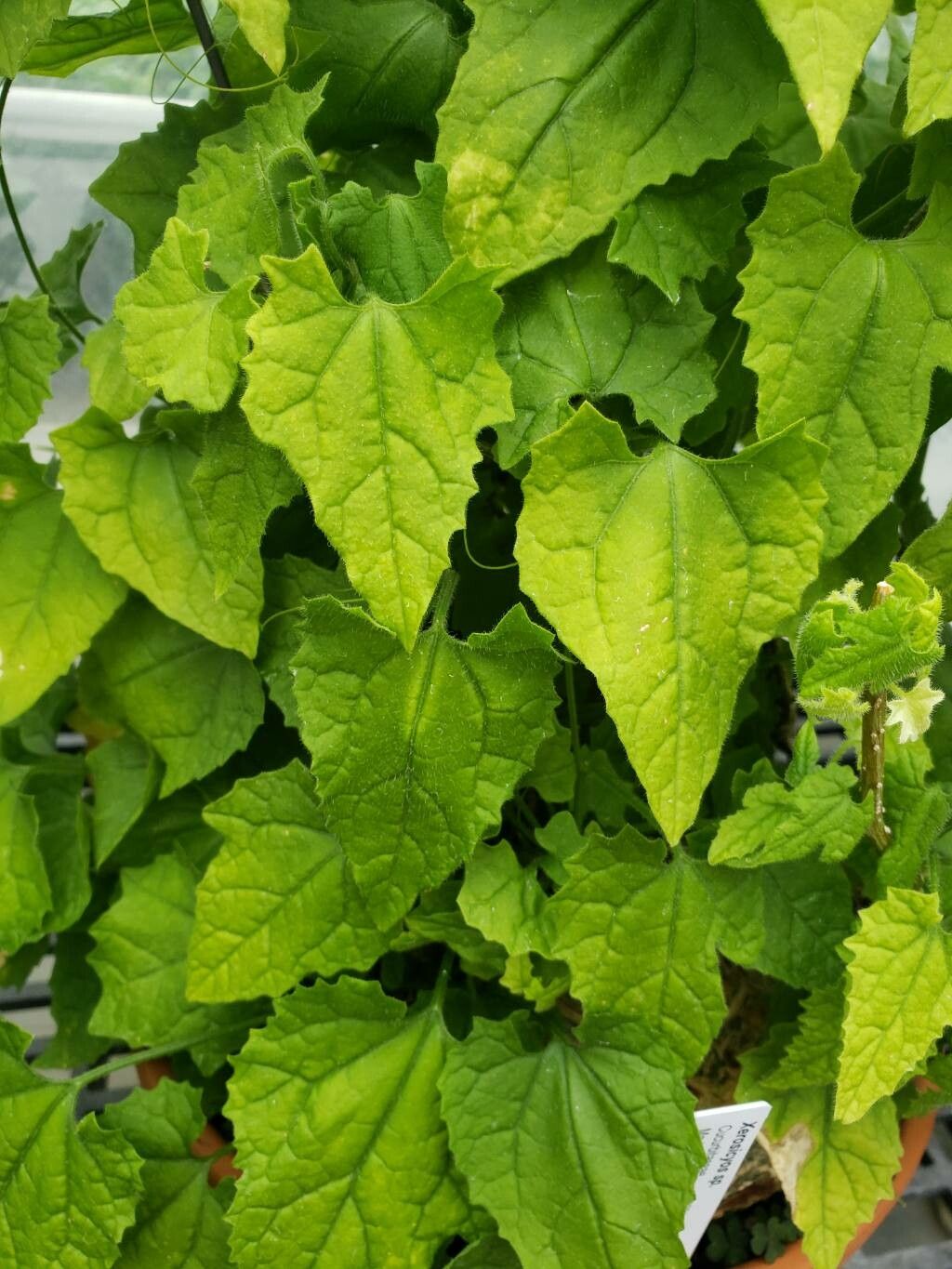 Xerosicyos pubescens