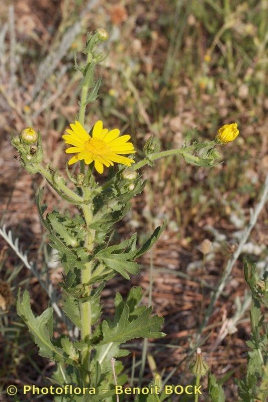 Heteranthemis viscide-hirta habit