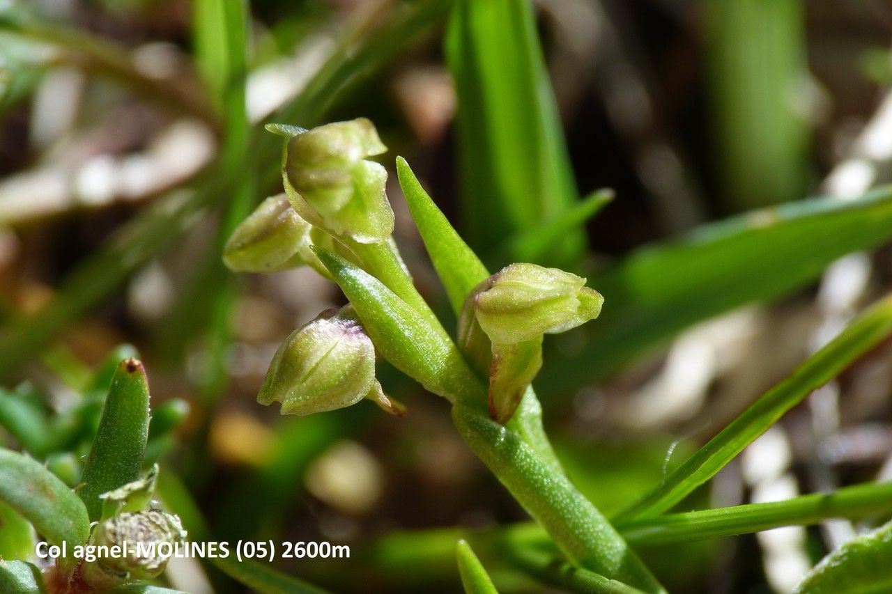 Chamorchis alpina fruit