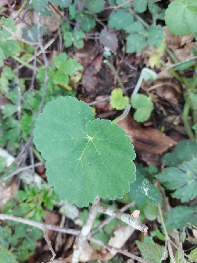 Modiolastrum malvifolium — related species from the same genus