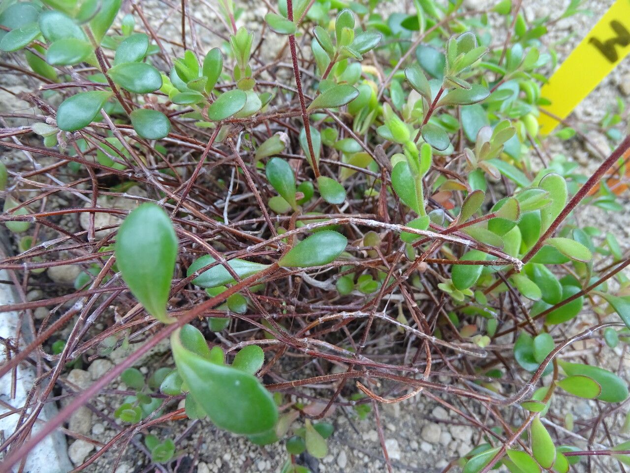 Bryophyllum manginii — related species from the same genus