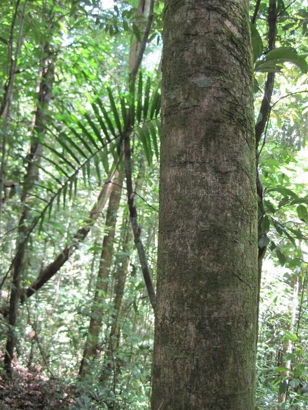 Schefflera decaphylla habit