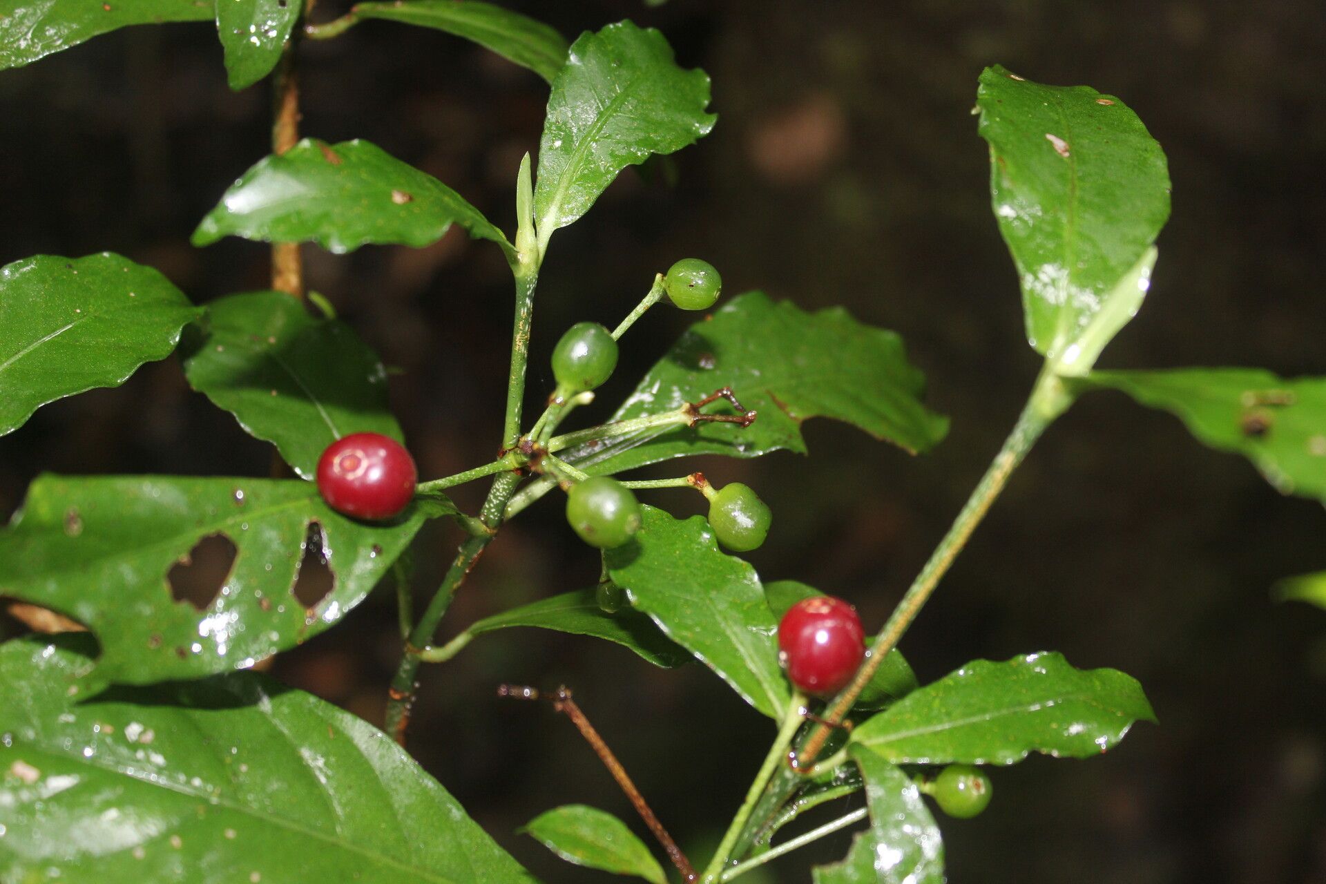 Psychotria orosiana leaf