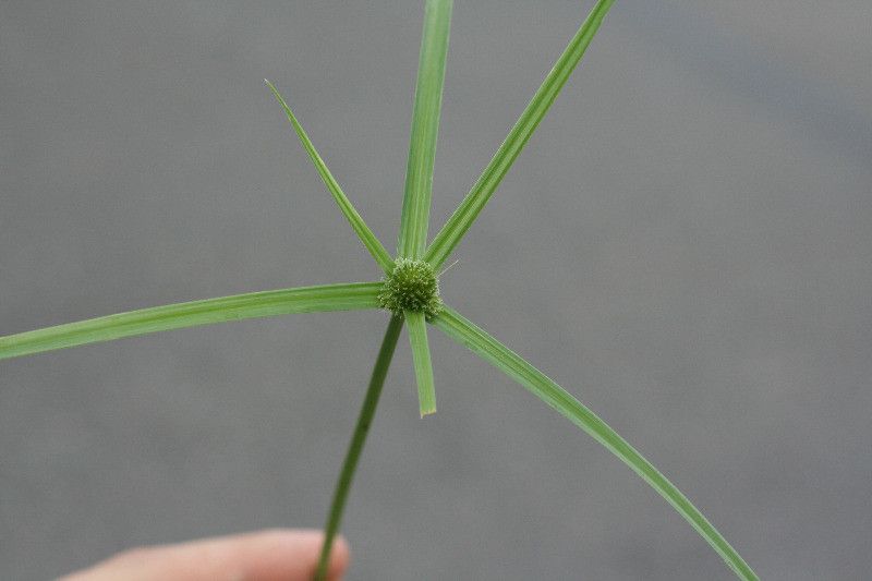 Kyllinga polyphylla — houseplant care guide