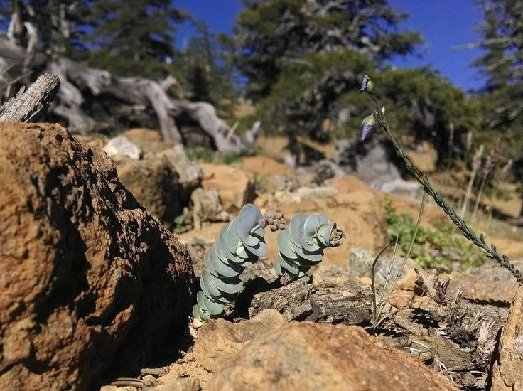 Streptanthus barbatus habit