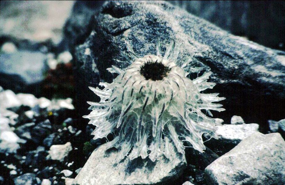 Saussurea laniceps — search result for 'Lotus'