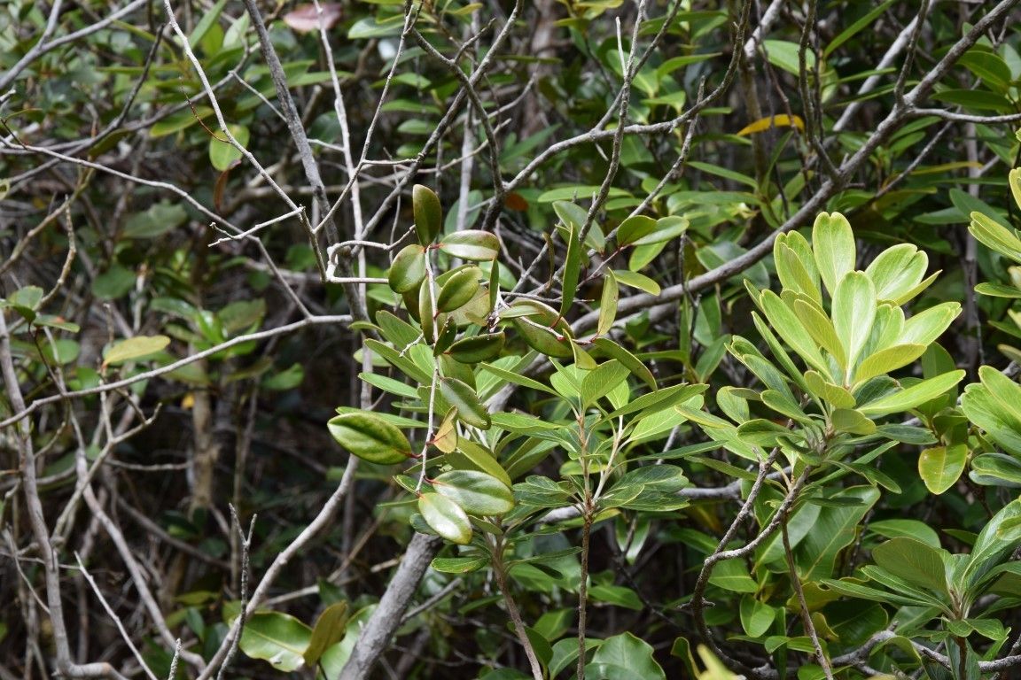 Xylosma pininsulare habit