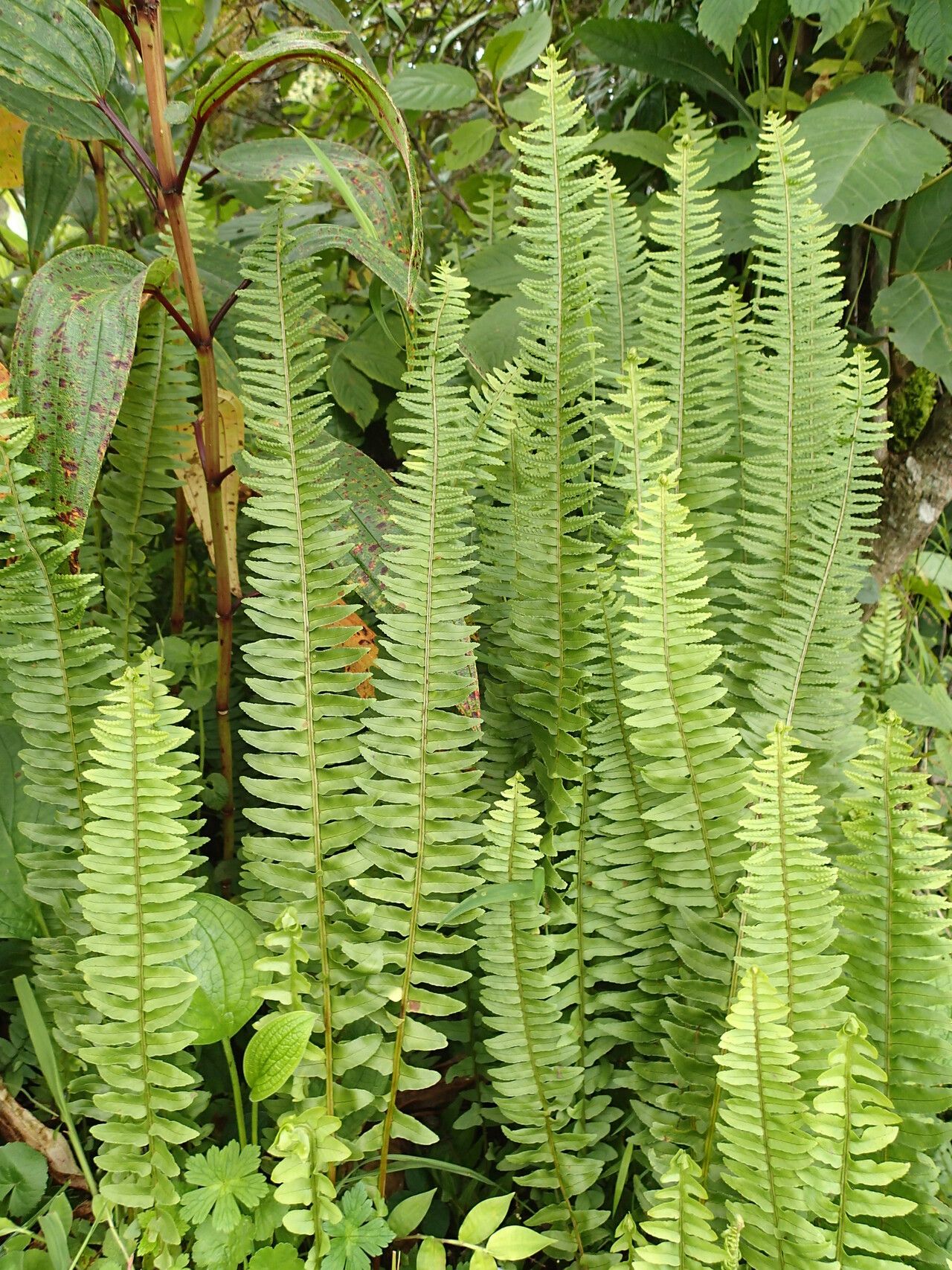 Nephrolepis undulata leaf