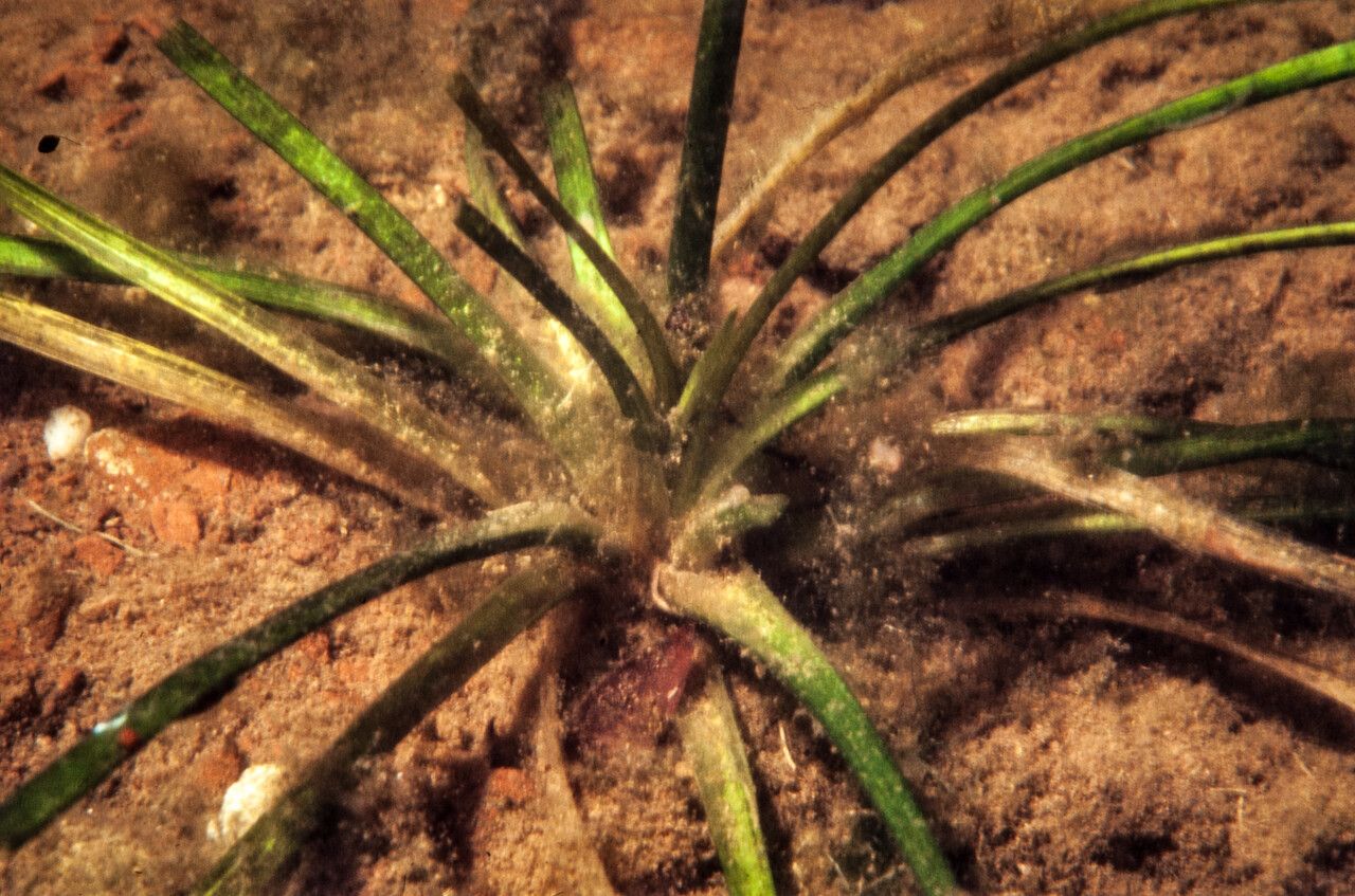 Alisma gramineum leaf