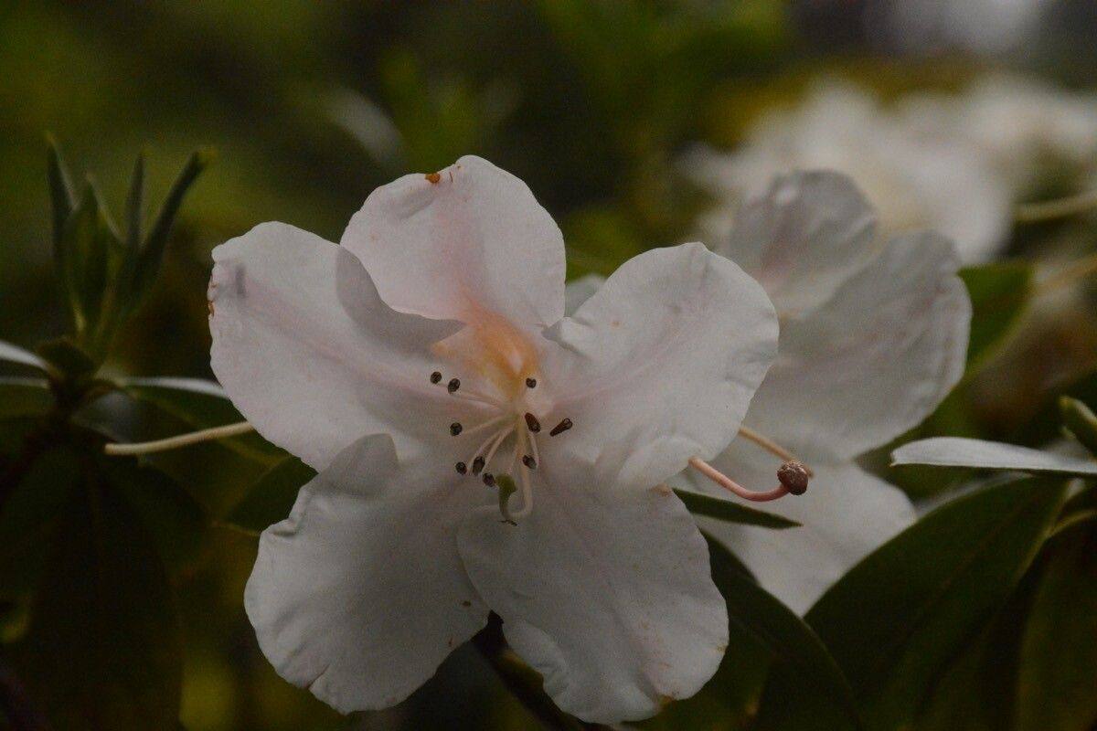 Rhododendron horlickianum — houseplant care guide