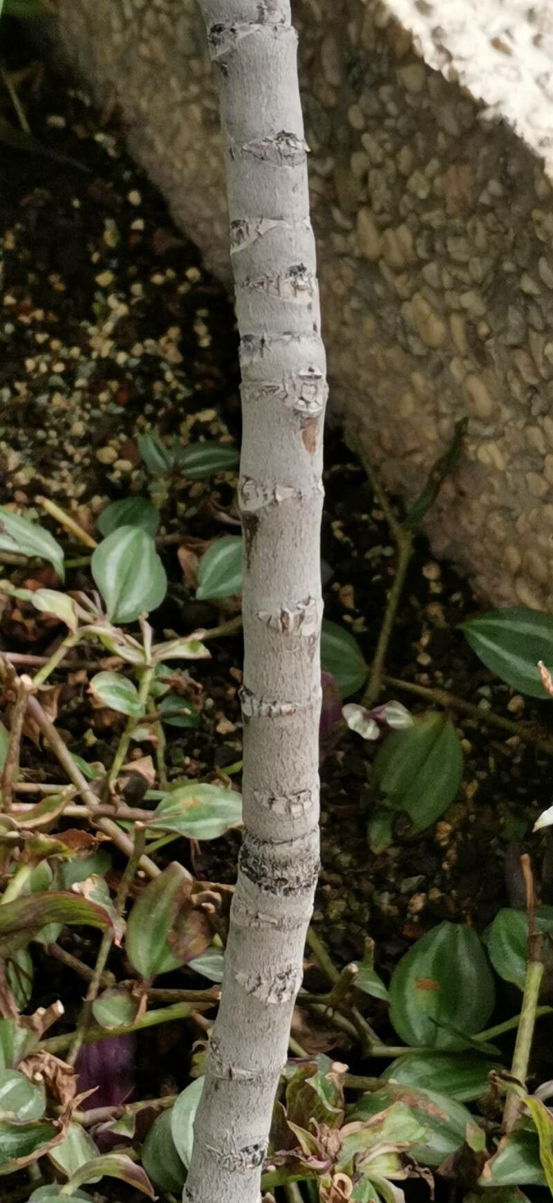 Clusia nemorosa bark