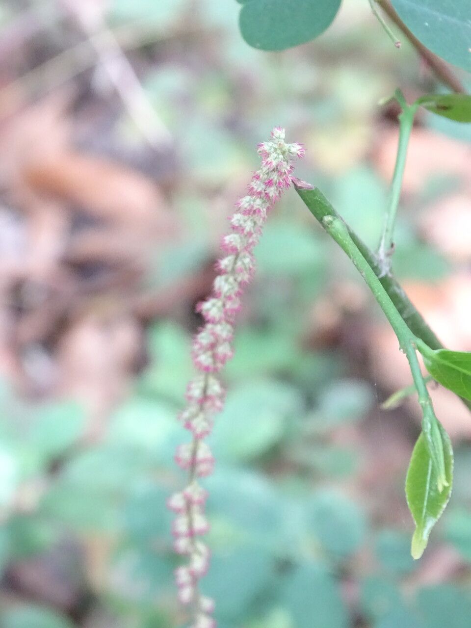 Cyathula prostrata flower