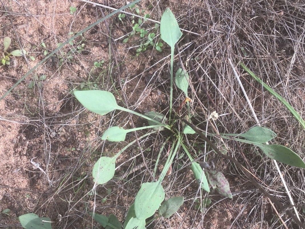 Lepidium graminifolium leaf