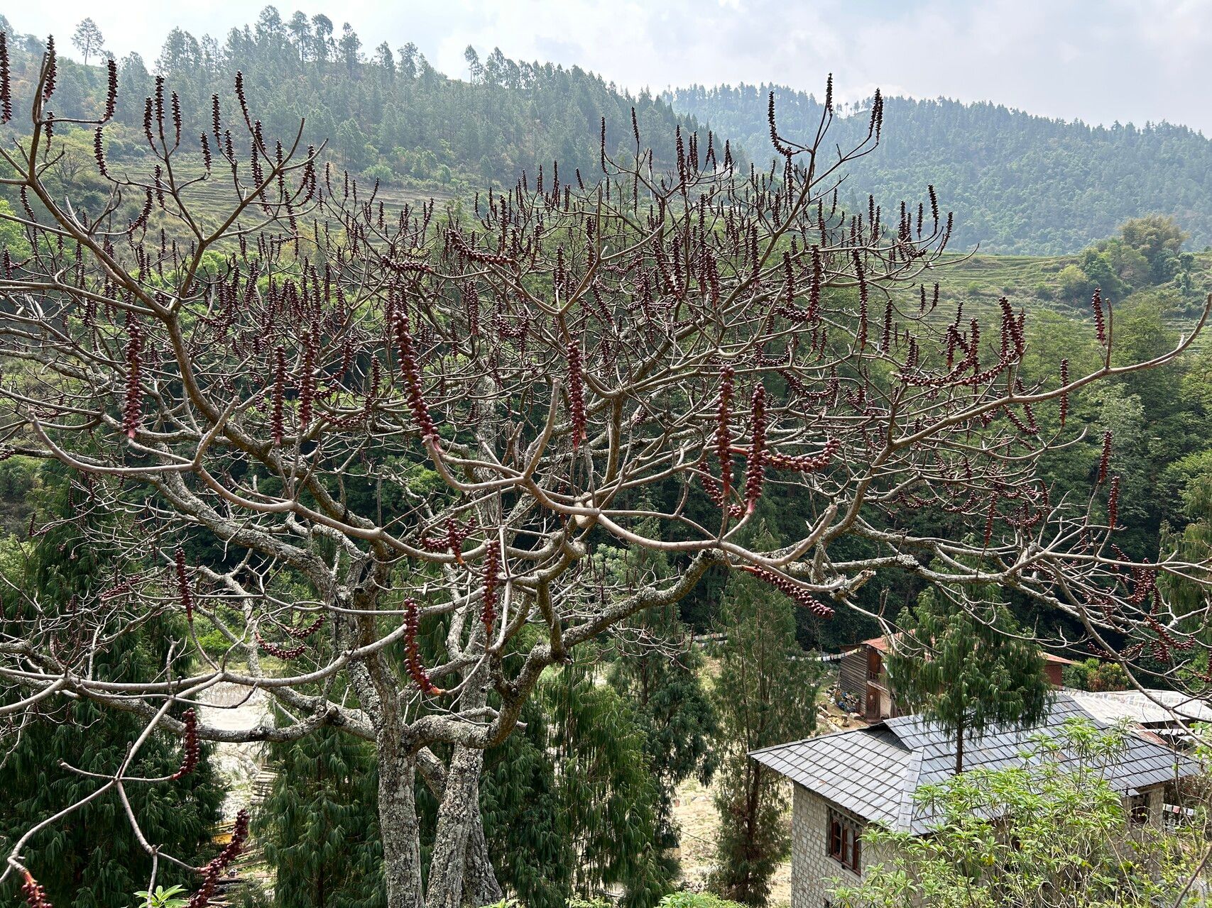 Falconeria insignis fruit