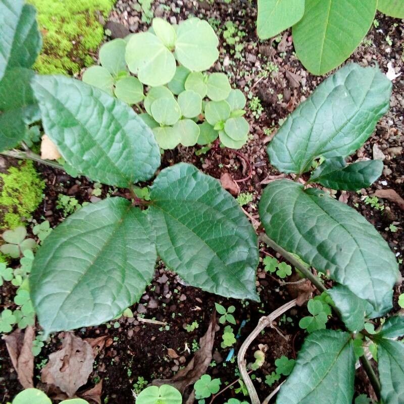 Telfairia occidentalis leaf