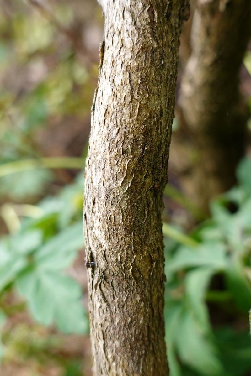 Rhododendron orthocladum bark