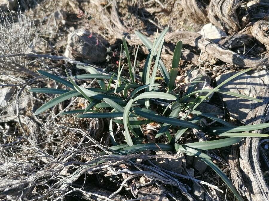 Lapiedra martinezii leaf
