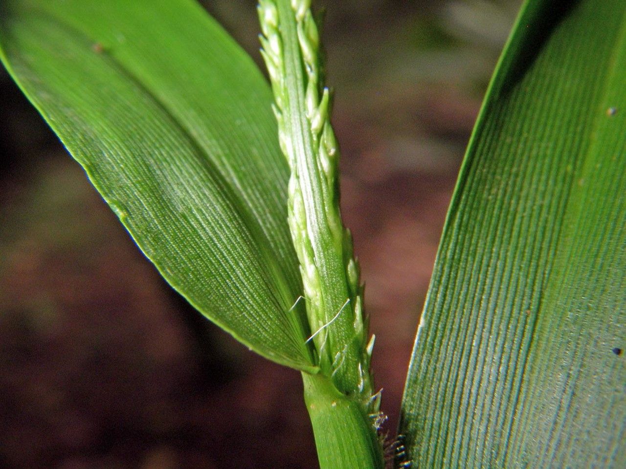 Panicum polygonatum — search result for 'Panicum'
