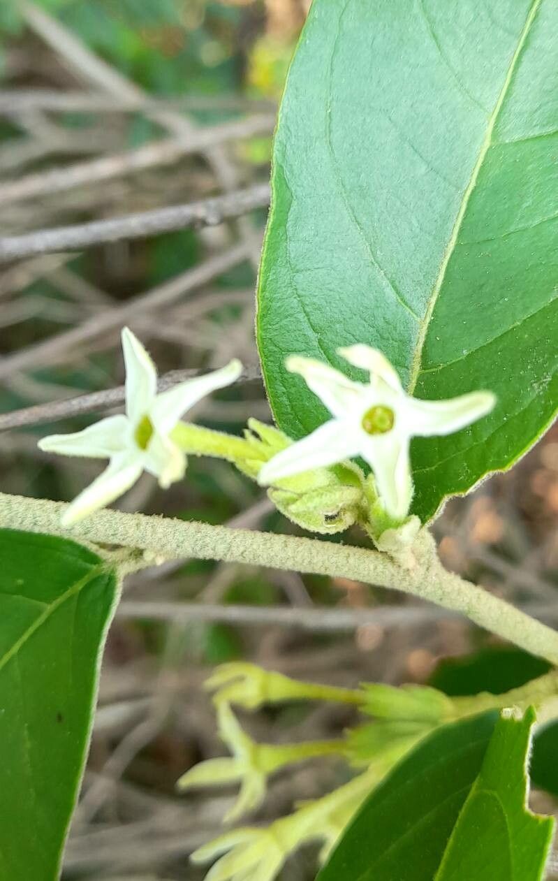 Cestrum strigilatum flower