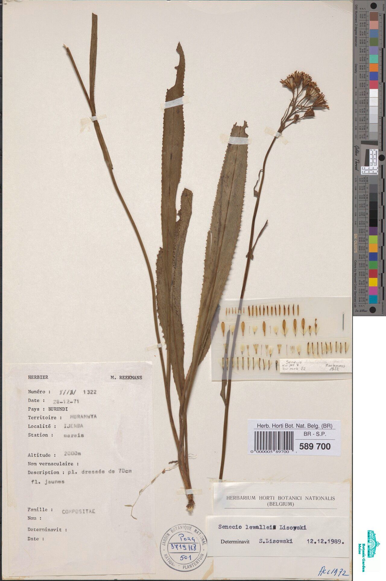 Senecio lewallei — houseplant care guide