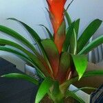 Guzmania monostachia